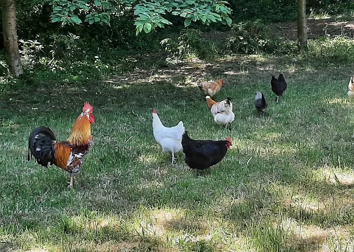 Vakantiehuis Urlaub In Der Bauwagenidylle